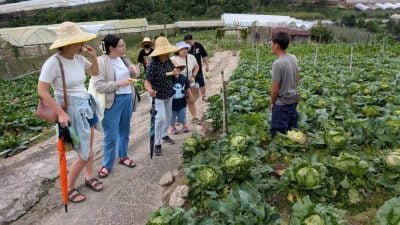 非一般生态菜园 促进亲子互动  来金马仑体验农耕乐