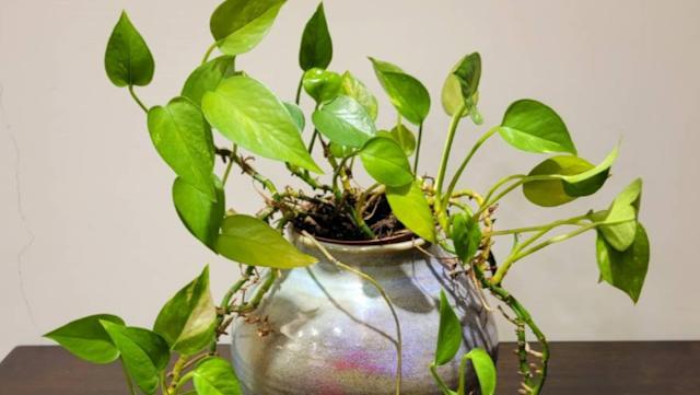 黄金葛汁掺水壶毒害男同学！3女童和家长被求偿14万...判决出炉