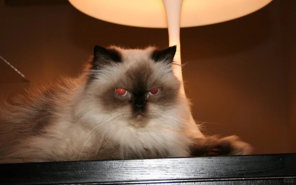 黎明为救好友爱猫爬出高楼窗户 雷颂德惊喊：不想只剩三大天王