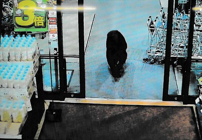 黑熊闯进日本超市扑倒顾客 致两人伤