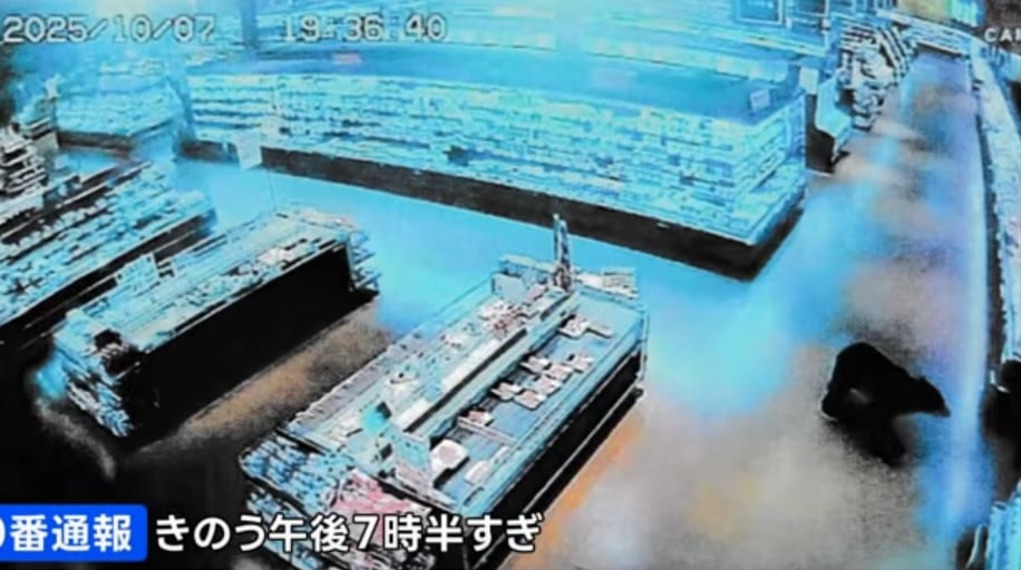 黑熊闯进日本超市扑倒顾客 致两人伤