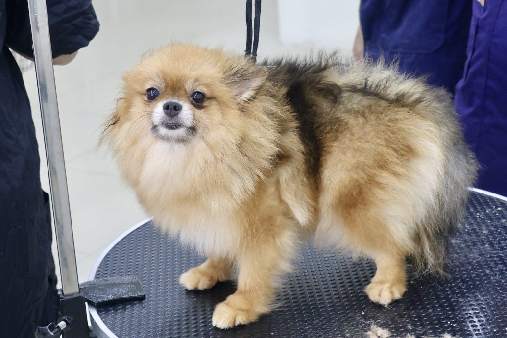 (15/10见报)大都会-特职世界 凌咏欣-宠物美容导师/14图