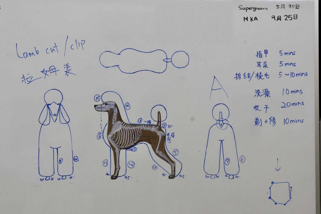 (15/10见报)大都会-特职世界 凌咏欣-宠物美容导师/14图