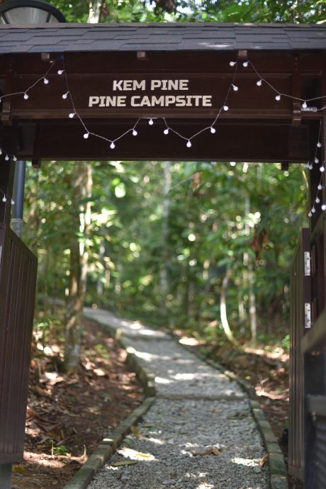 大都会:新兴旅游——松林营地