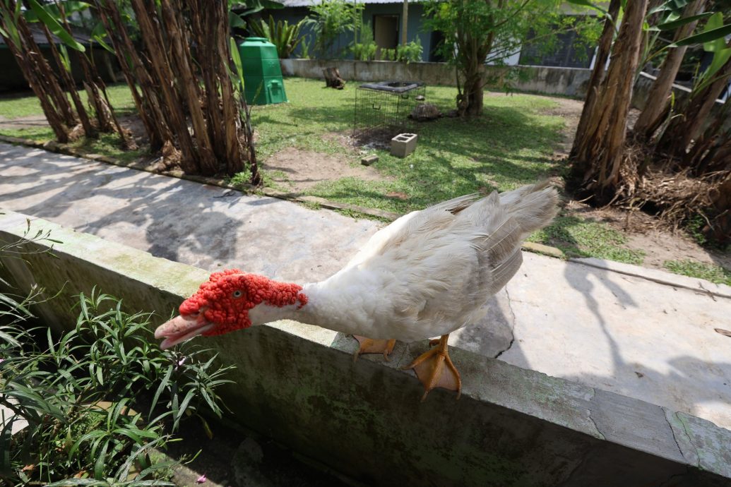 （3/10见报）大都会/半岛心旅行—乌冷县新村游