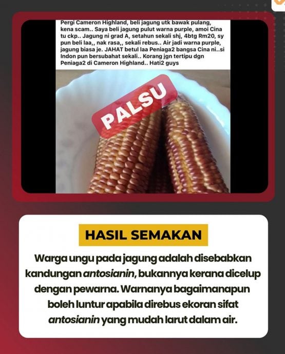 （全国版）求真/My Check：紫色玉米并非染色，是秘鲁紫玉米