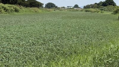 浮萍覆盖如“大草原”   耗资50万 清理玛琳河