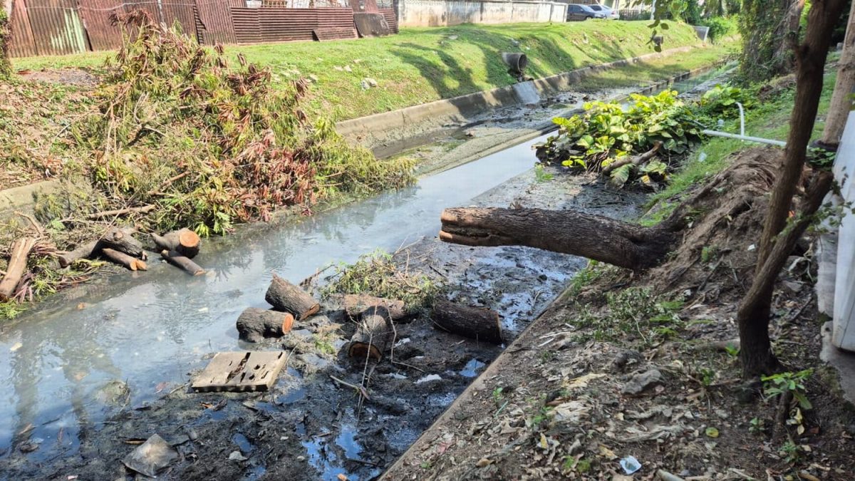 （古城版）大树倒下掉入沟渠