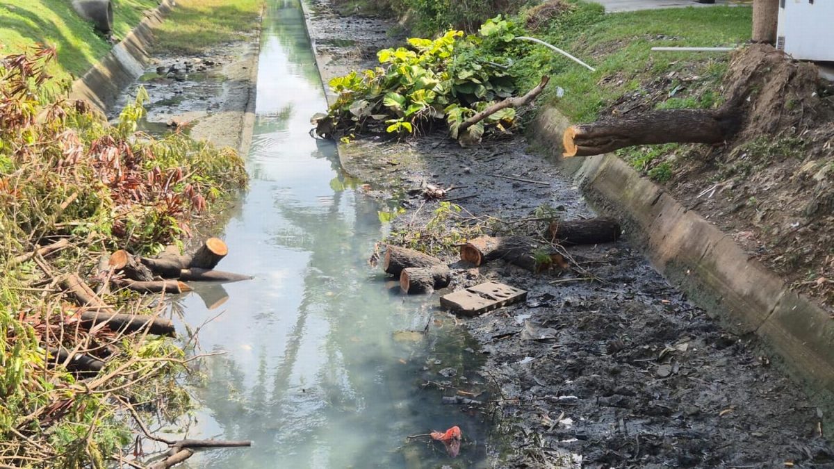 （古城版）大树倒下掉入沟渠