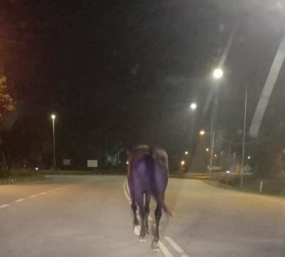 (古城版)摩托车与马碰撞