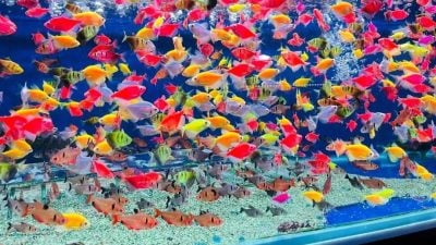带你去找爱 | 水族疗愈法放松心情   看鱼儿畅泳 解压