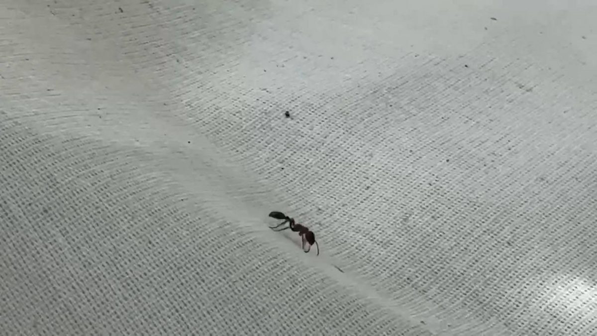 （国际/拼盘）蚂蚁夺命！男子修剪树木 遭蚂蚁咬伤身亡