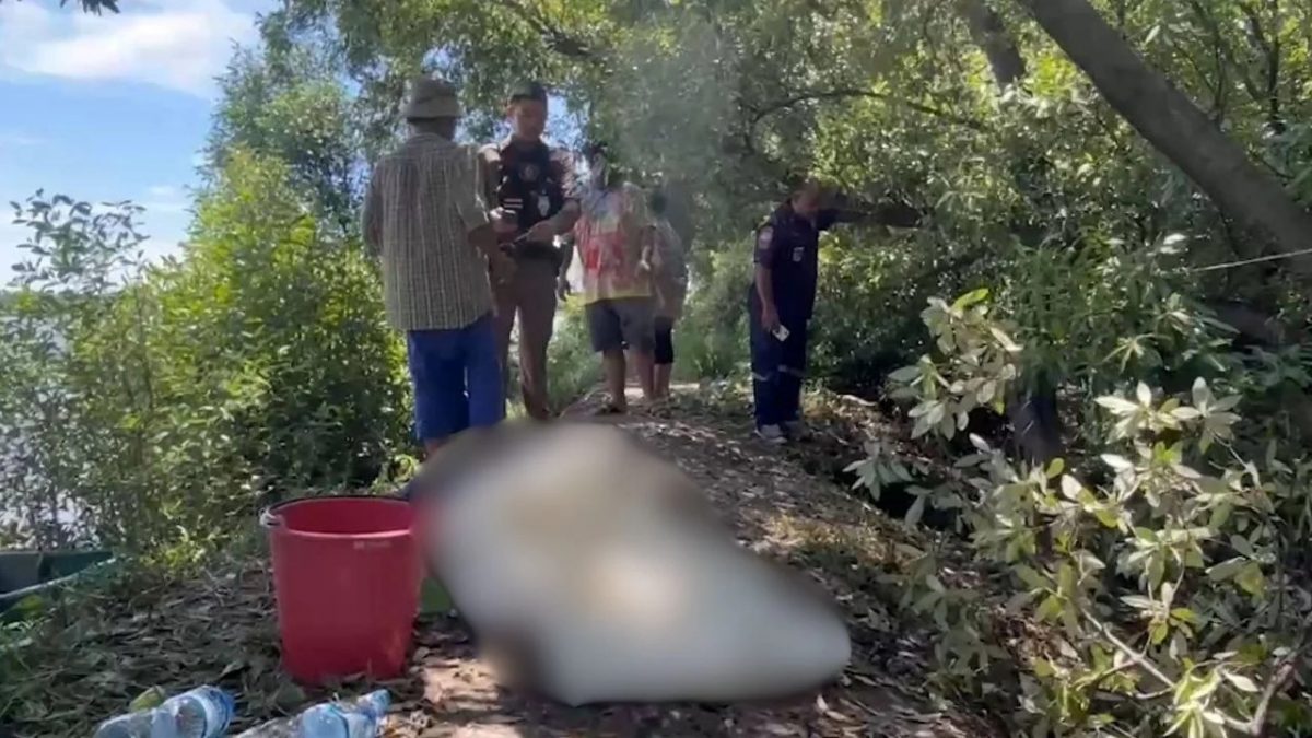 （国际/拼盘）蚂蚁夺命！男子修剪树木 遭蚂蚁咬伤身亡