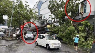 大树倒塌压毁路边车辆   巨响令人吓出一身汗