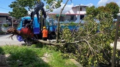 豪雨连日侵袭威省 市厅接16宗树倒投报