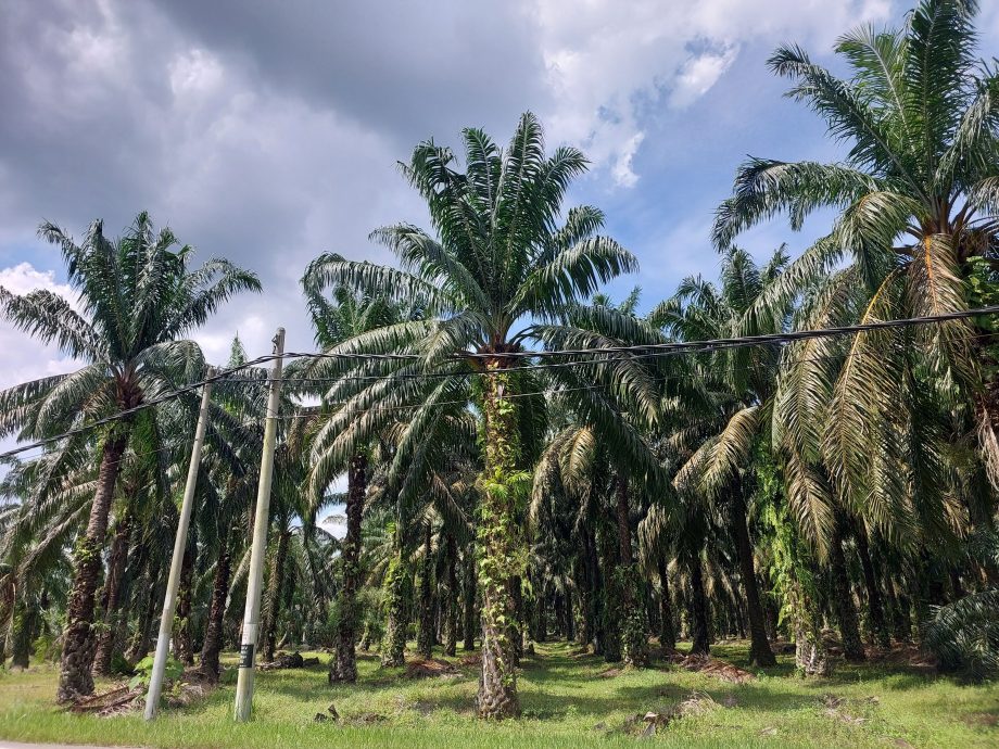 （大北马）村镇记事系列（5） ：章葛罗峇
