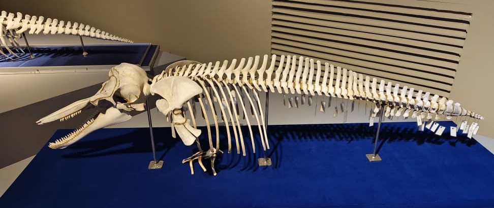 （大北马）水下奇境免费开放　六角海星、小丑鱼等你来看！