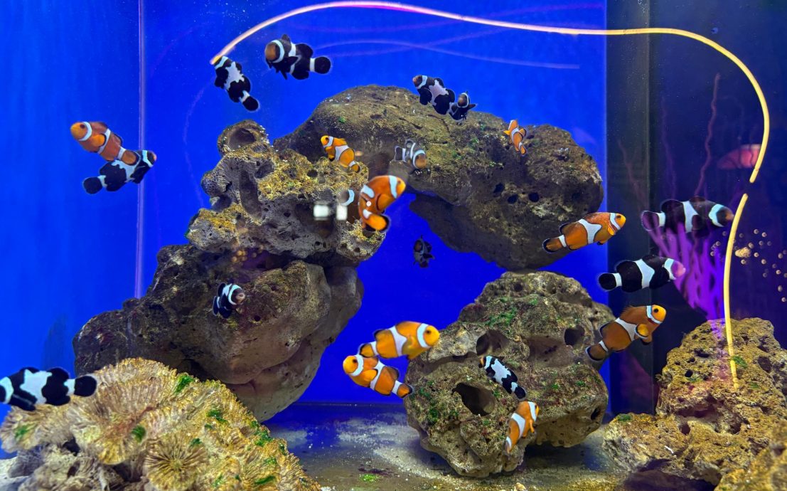 （大北马）水下奇境免费开放　六角海星、小丑鱼等你来看！