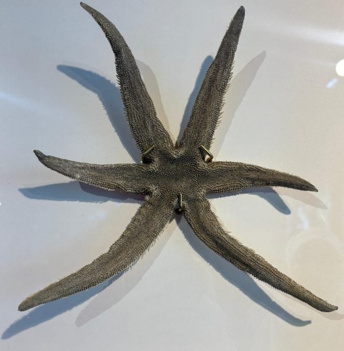 （大北马）水下奇境免费开放　六角海星、小丑鱼等你来看！