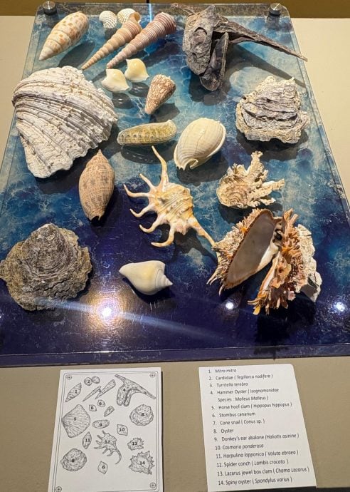 （大北马）水下奇境免费开放　六角海星、小丑鱼等你来看！