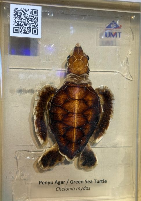 （大北马）水下奇境免费开放　六角海星、小丑鱼等你来看！