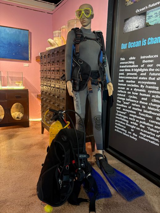 （大北马）水下奇境免费开放　六角海星、小丑鱼等你来看！