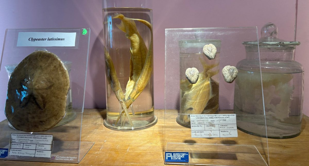 （大北马）水下奇境免费开放　六角海星、小丑鱼等你来看！