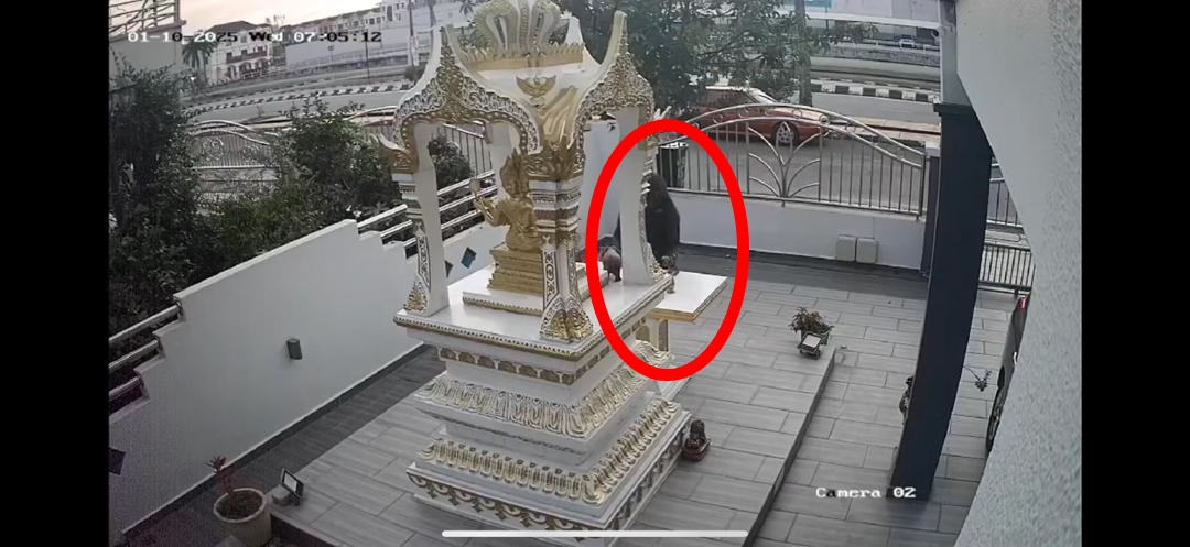 (大北马)猖狂!蒙面贼光天化日盗走神明香炉