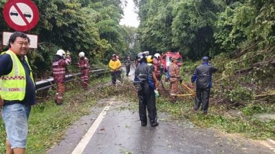 雨一直下  槟岛多地路边大树倒下