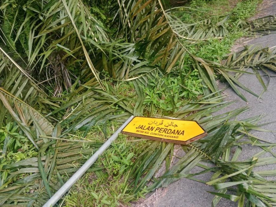 加亨25碑出现受伤大象   村民忧安全受威胁