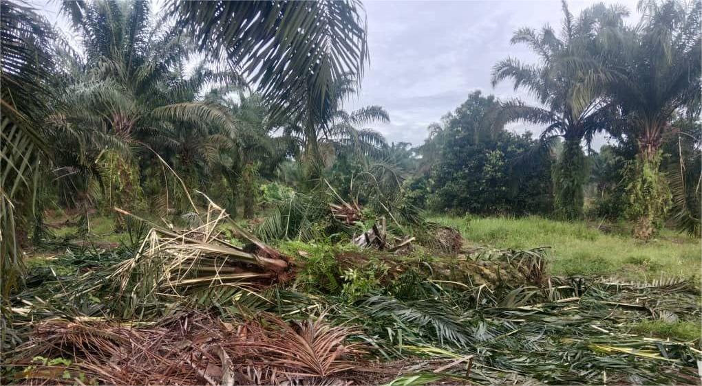 加亨25碑出现受伤大象   村民忧安全受威胁