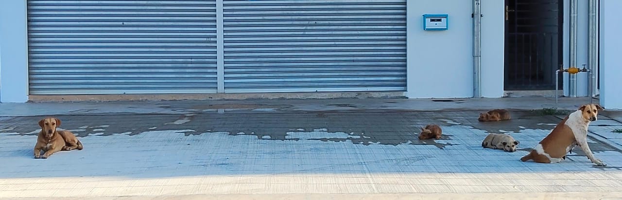 （已签发）柔：**版二头**古来商区野狗成群   居民忧安全卫生问题