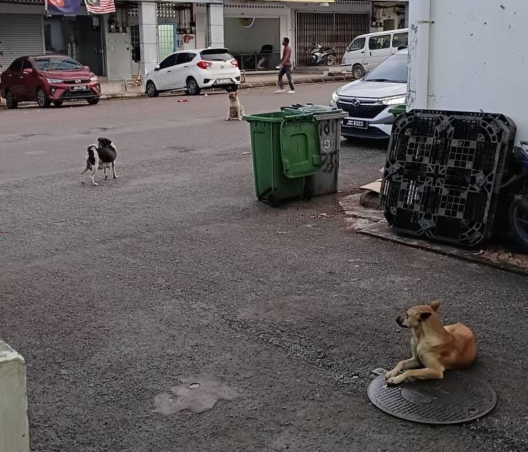 （已签发）柔：**版二头**古来商区野狗成群   居民忧安全卫生问题