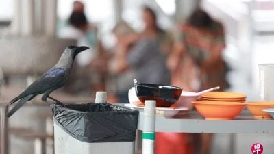 乌鸦掀纸巾“偷食” 公众忧卫生问题