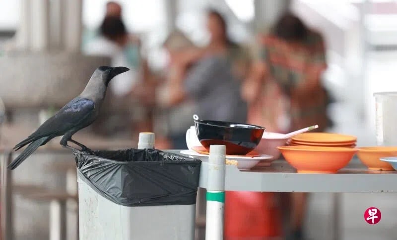 (已签发)柔:狮城二三事:乌鸦掀纸巾“偷食” 公众忧卫生问题