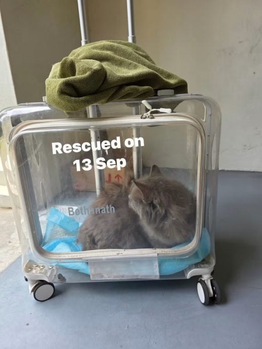 (已签发)柔:狮城二三事:像垃圾般丢弃 组屋区14只猫咪遭弃养