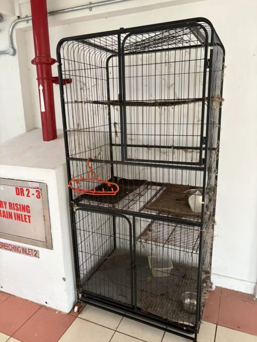 (已签发)柔:狮城二三事:像垃圾般丢弃 组屋区14只猫咪遭弃养