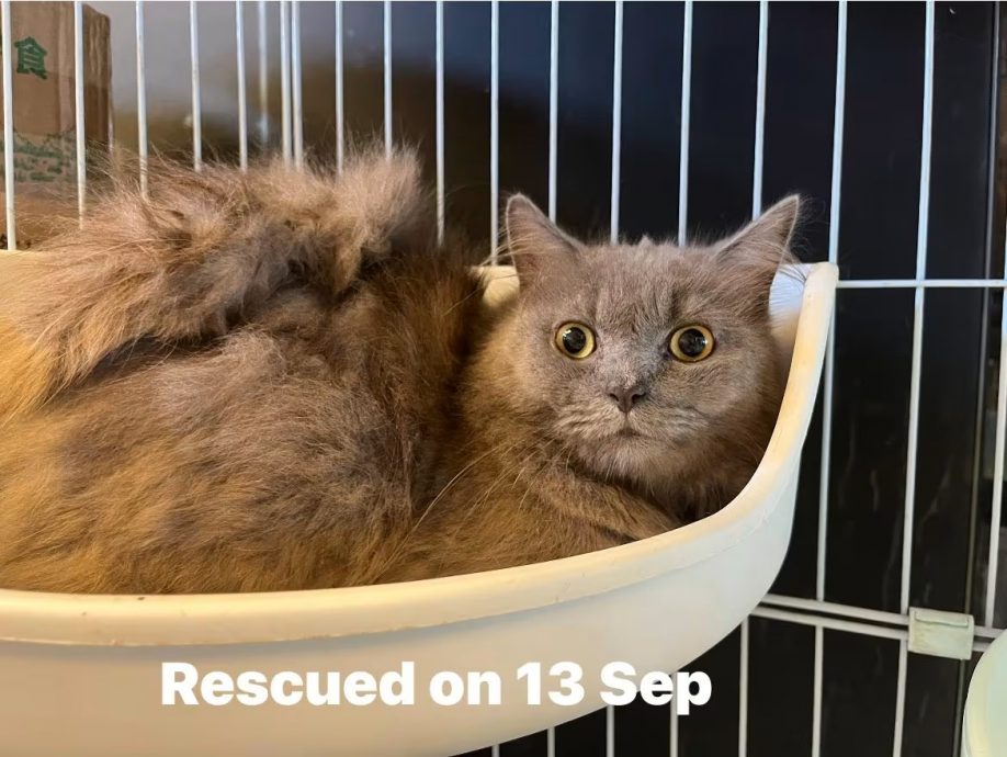 (已签发)柔:狮城二三事:像垃圾般丢弃 组屋区14只猫咪遭弃养