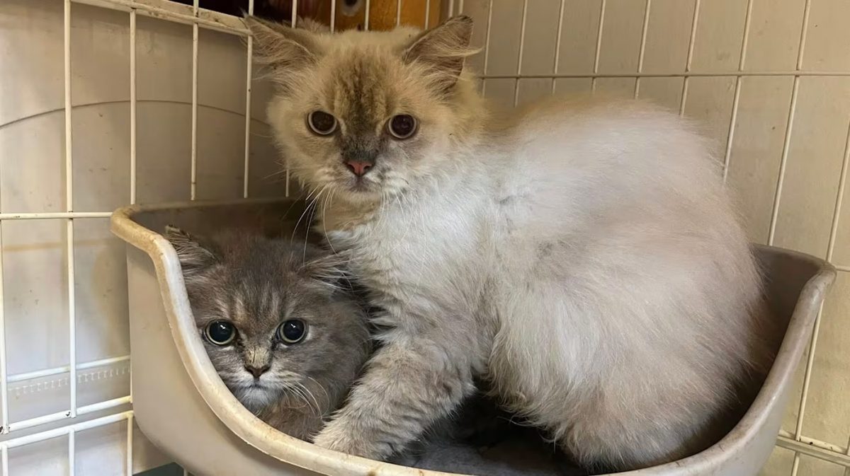 (已签发)柔:狮城二三事:像垃圾般丢弃 组屋区14只猫咪遭弃养