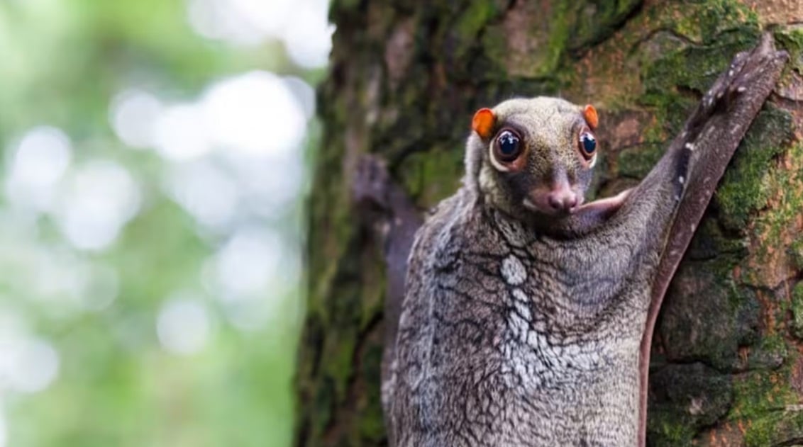 （已签发）柔：狮城二三事：狮城男子触犯多项野生动物相关条列 被控上庭