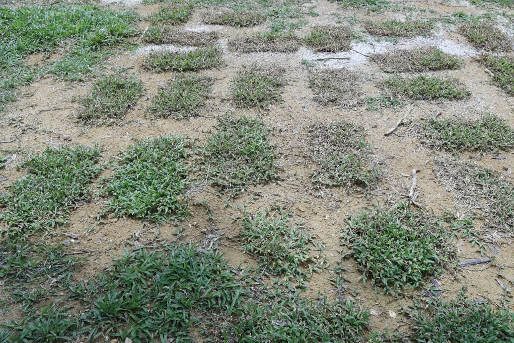 （早报可头）大都会/余深恩巡视草场提升工程