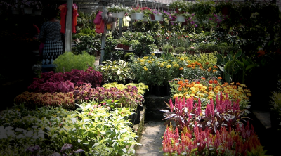 Promote Sungai Buloh’s famous horticulture as VMY2026 attraction 