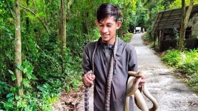 视频 | 人蛇大战 少年擒武吉占姆山道眼镜王蛇