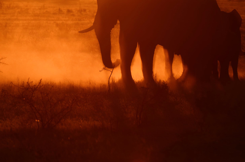 Kim Teoh／纳米比亚 大象家族