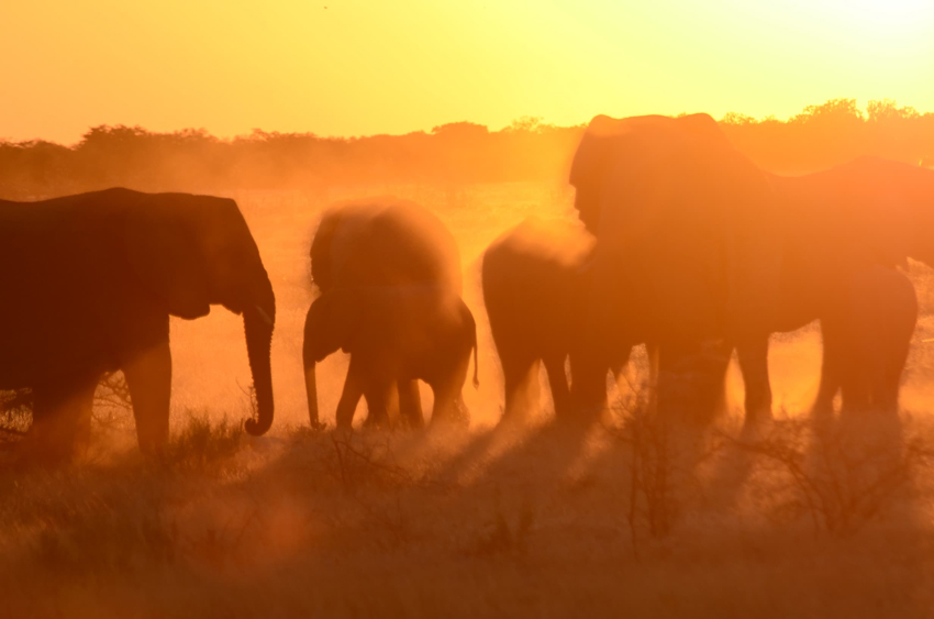 Kim Teoh／纳米比亚 大象家族