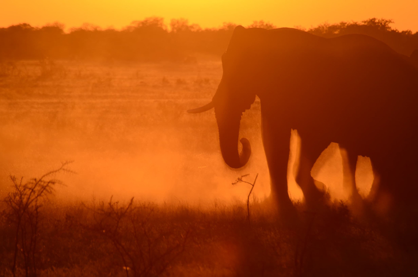Kim Teoh／纳米比亚 大象家族