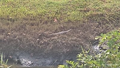 鳄鱼出没商业区沟渠