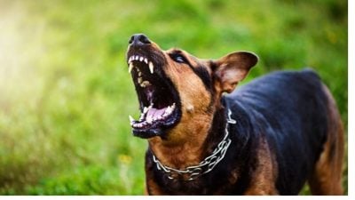 又添一宗死亡病例! 7狗饲主感染狂犬病亡