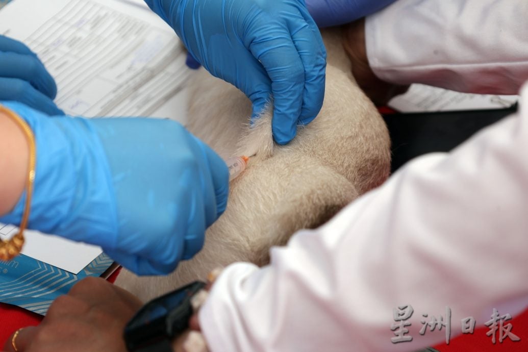 【狂犬病/02】处理及时不致命 狂犬病可预防