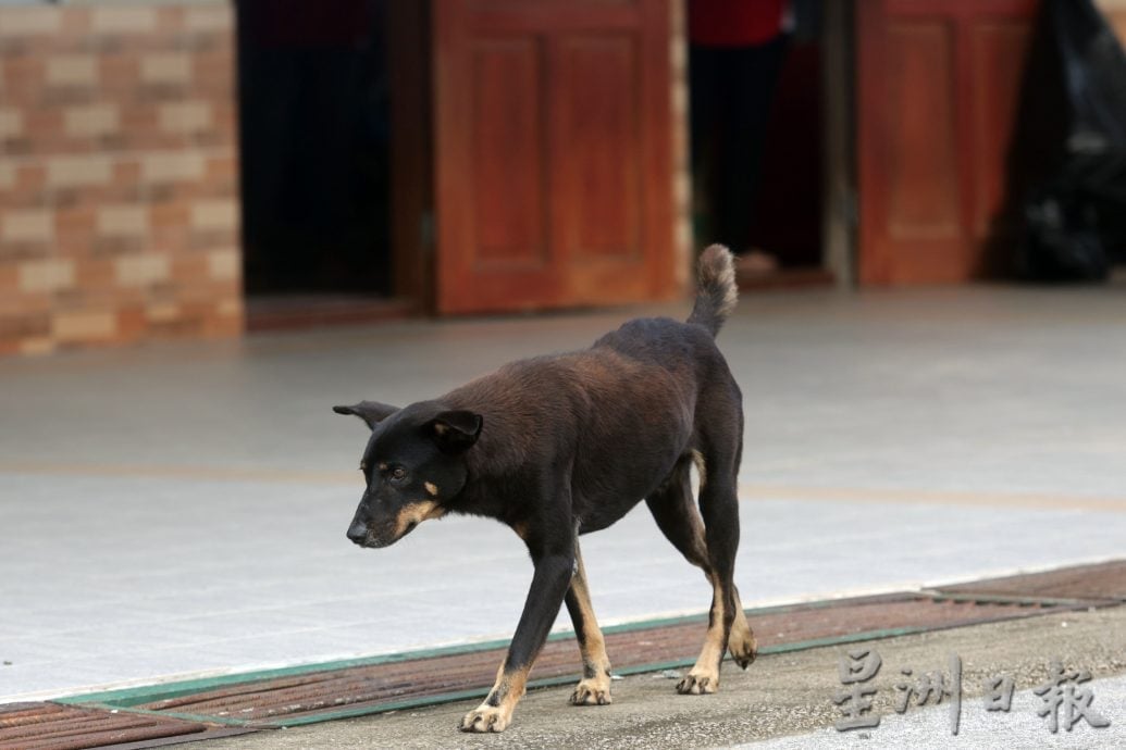 【狂犬病/02】处理及时不致命 狂犬病可预防